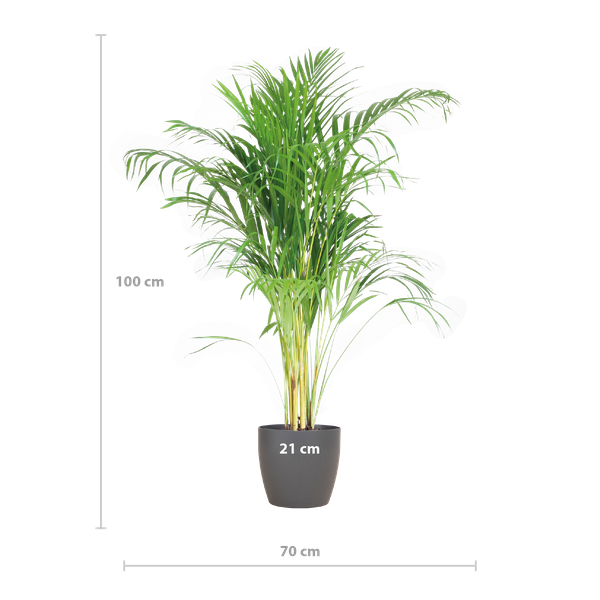 Areca Palm (Dypsis) met Viber Pot - 100cm - Ø21 - Luchtzuiverende Kamerplant - Diervriendelijke Plant