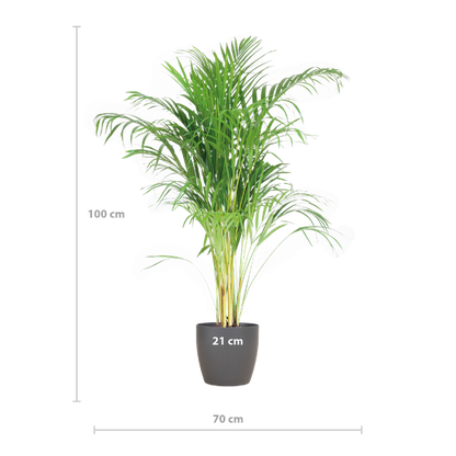 Areca Palm (Dypsis) met Viber Pot - 100cm - Ø21 - Luchtzuiverende Kamerplant - Diervriendelijke Plant