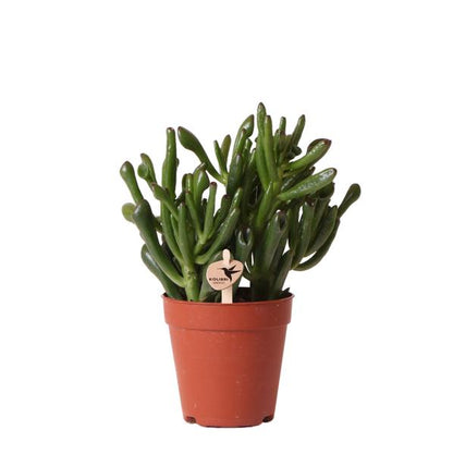 Kolibri Greens | Groene plant - Succulent Crassula Hobbit -  groene kamerplant - vers van de kweker - Ø9cm