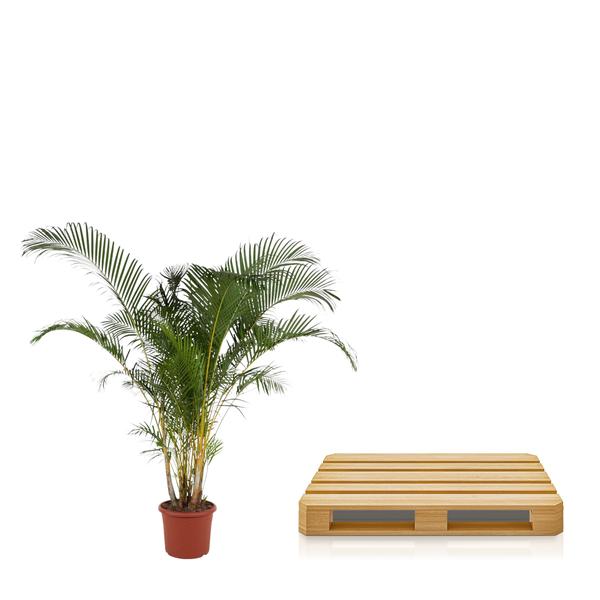 Dypsis Lutescens (Areca Palm) - 240 cm - ø48 - XXL plant - Luchtzuiverende plant