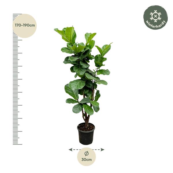 Ficus Lyrata vertakt - 180cm - ⌀32