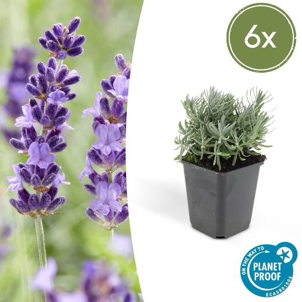 Lavandula 'Hidcote' - ↕10-25cm - Ø9cm - Lavendel - Tuinplanten