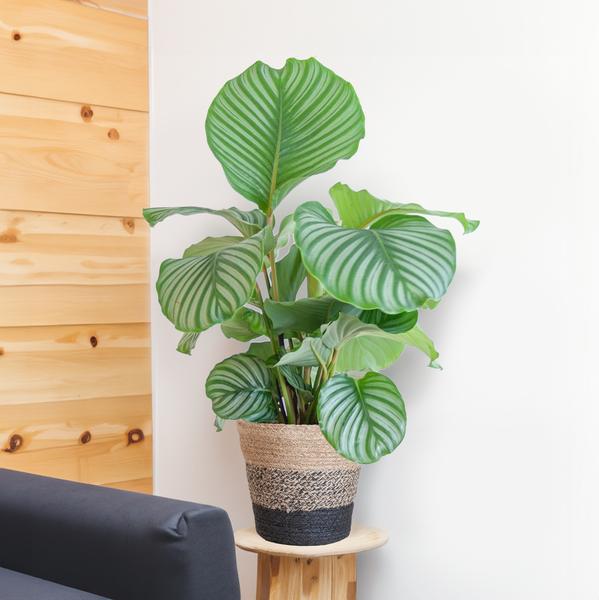 Calathea Orbifolia met Lissabon mand zwart - 65cm - Ø21