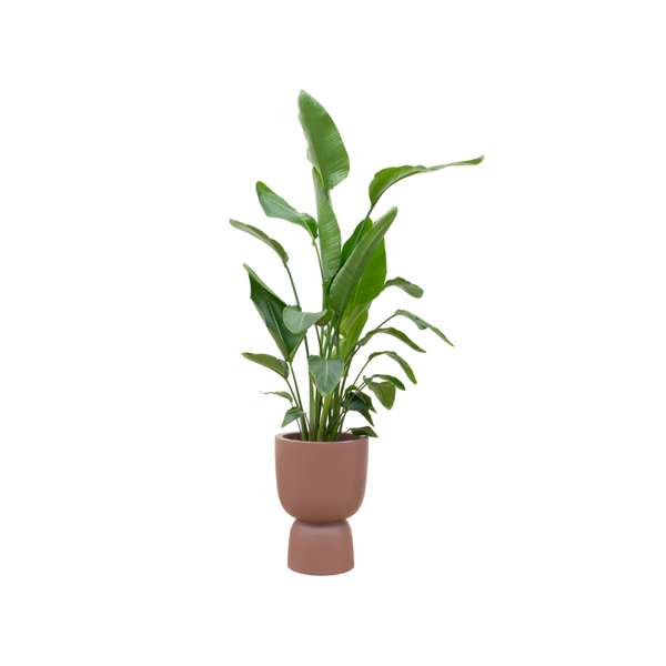 Strelitzia Nicolai inclusief Elho Pure Coupe pot  Ø35 - 200 cm