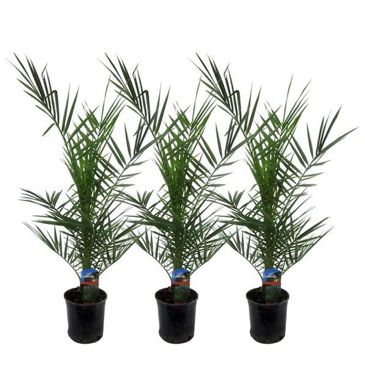 3x Phoenix Canariensis - 80 cm - Ø15 - dadelpalm