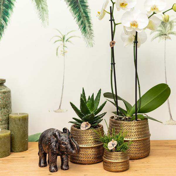 Kolibri Company - Planten set Groove goud | Set met witte Phalaenopsis orchidee Amabilis Ø9cm en groene plant Succulent Aloe Brevifolia Ø6cm  | incl. gouden keramieken sierpotten