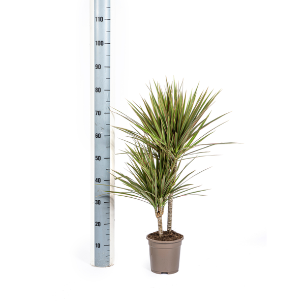 Dracaena Marginata Bicolor Ø17cm - ↕60cm