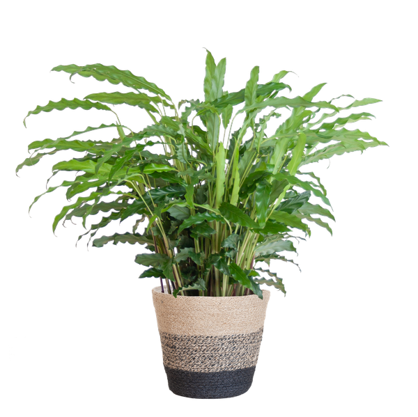 Calathea Rufibarba met pot - 55cm - Ø17