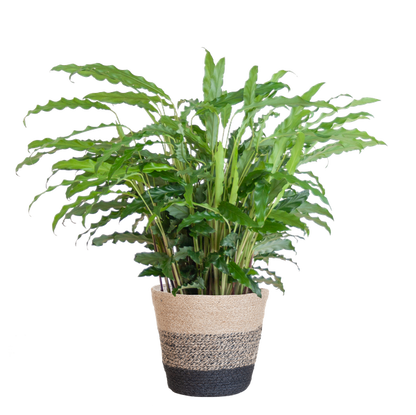 Calathea Rufibarba met pot - 55cm - Ø17