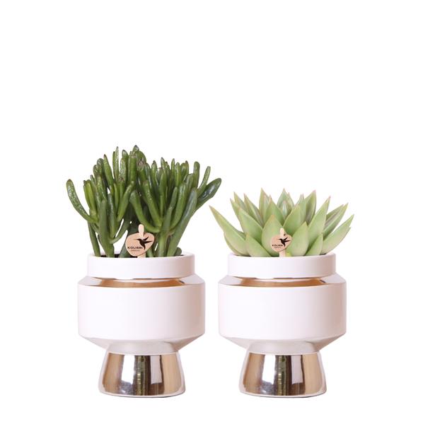 Kolibri Greens | Succulenten set van 2 planten in zilveren Le Chic sierpotten - keramiek  potmaat Ø9cm