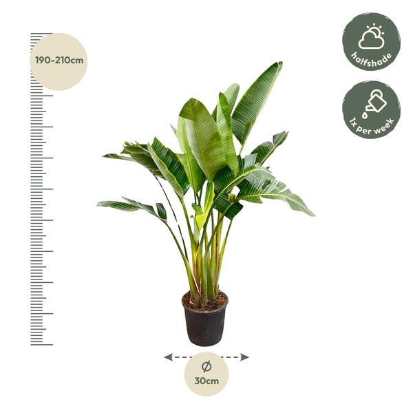 Strelitzia Augusta multi stam XXL