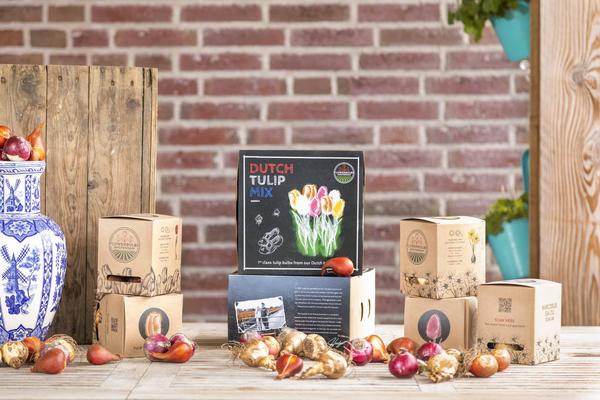 Flowerbulbs Amsterdam - Dutch Tulip Mix - Luxe box medium, 40 bloembollen voor 1 m2 bloemenpracht - Maat 12+