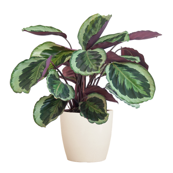 Calathea Medaillon incl Pot/Mand - 65cm - Ø19