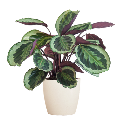 Calathea Medaillon incl Pot/Mand - 65cm - Ø19