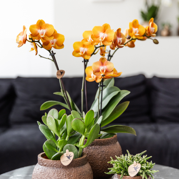 Kolibri Orchids | COMBI DEAL van 4 Phalaenopsis orchideeën - Las Vegas - potmaat Ø12cm | bloeiende kamerplant - vers van de kweker