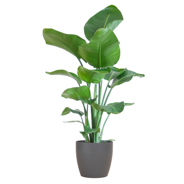 Strelitzia Nicolai met Viber pot - 80cm - Ø21 Groene Kamerplant - Luchtzuiverende Plant