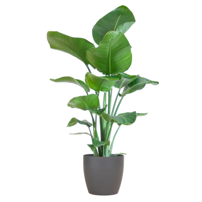 Strelitzia Nicolai met Viber pot - 80cm - Ø21 Groene Kamerplant - Luchtzuiverende Plant