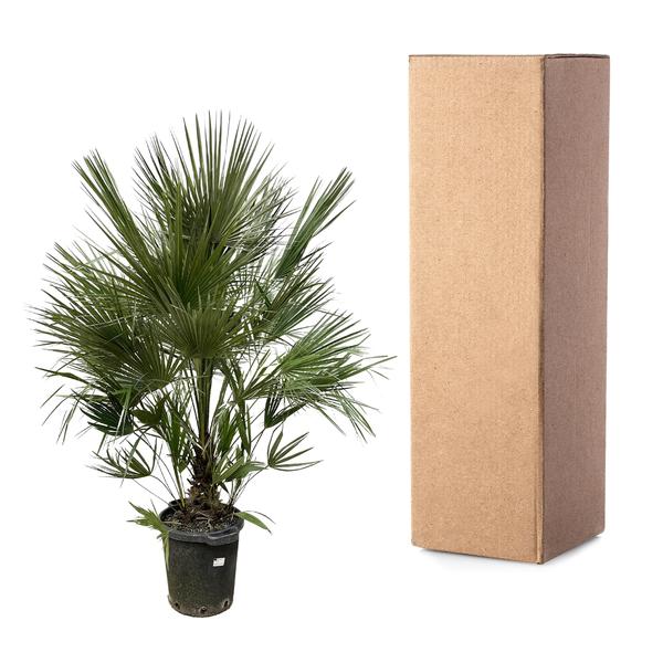 Chamaerops Humilis struik - 200 cm - ø40- dwergpalm