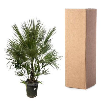 Chamaerops Humilis struik - 200 cm - ø40- dwergpalm