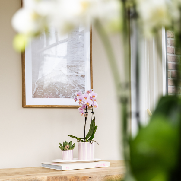 Kolibri Orchids | Gift set Mediterranean Sunset small | Groene plant met roze Phalaenopsis orchidee Andorra  in Painted Stripe sierpotten op wit organisch dienblad