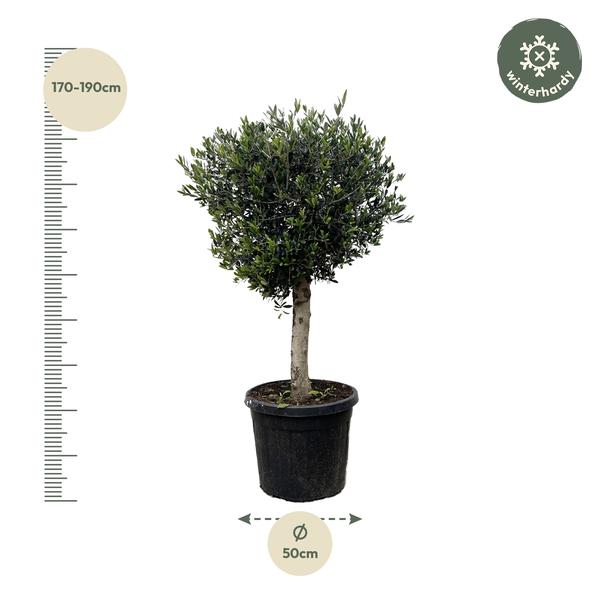 Olea Europaea Lorc - 180cm- Ø50 - Olijfboom