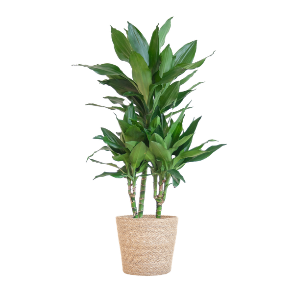 Dracaena  Janet Lindt met Pot of Mand - 95cm - Ø21