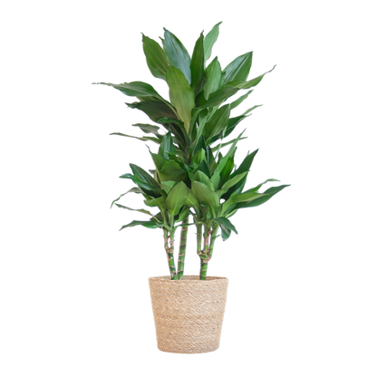 Dracaena  Janet Lindt met Pot of Mand - 95cm - Ø21