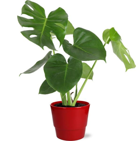 Monstera Deliciosa - Ø17cm - ↕55cm + Pot Basic D18x15cm - Rood