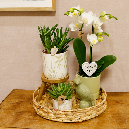 Kolibri Company | Gift set Love white| Plantenset met witte Phalaenopsis Orchidee en Succulenten incl. keramieken sierpotten