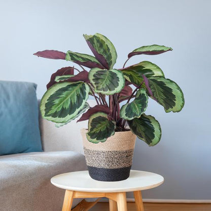 Calathea Medaillon incl Pot/Mand - 65cm - Ø19