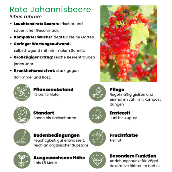 Biologische Kruisbessenplanten - Ø 13 cm - ↨ 20 cm