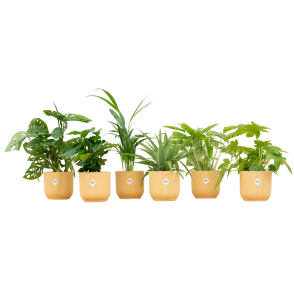 Verrassingsbox - 6 planten inclusief elho Vibes Fold Round Ø14