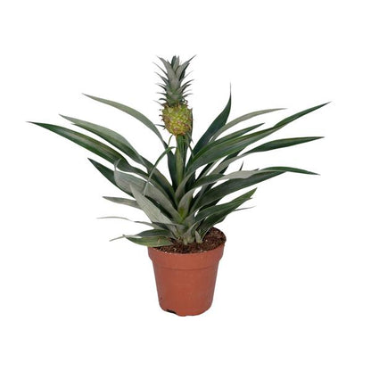 Bromelia Ananas - Ø12cm - ↕30cm