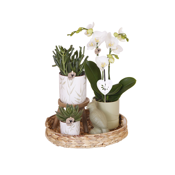 Kolibri Company | Gift set Love white| Plantenset met witte Phalaenopsis Orchidee en Succulenten incl. keramieken sierpotten