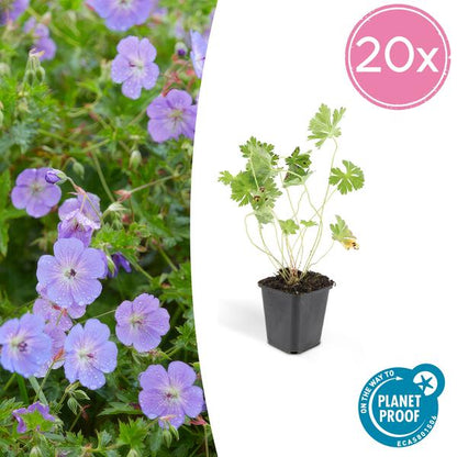 Geranium Rozanne - ↕10-25cm - Ø9cm - Tuinplanten