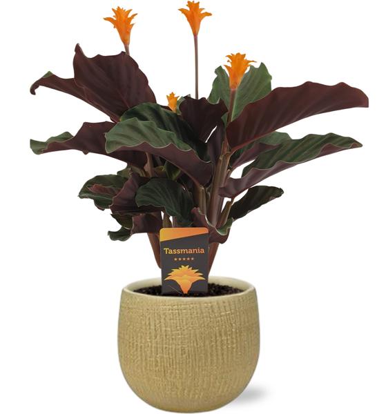 Calathea Crocata - Ø14cm - ↕40cm + Pot