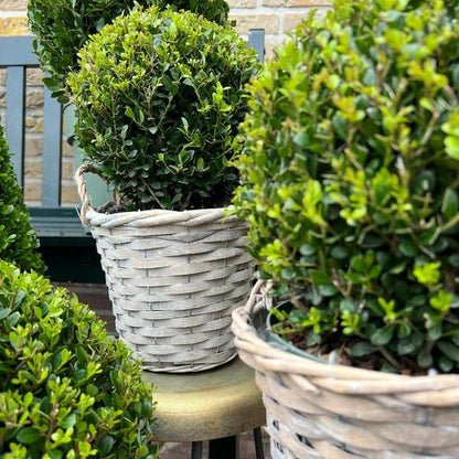 2x Ilex crenata 'Jenny' bol in rietenmand | set van 2 stuks | 20 cm Ø diameter