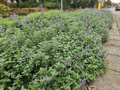 Nepeta 'Walker's Low' - ↕10-25cm - Ø9cm