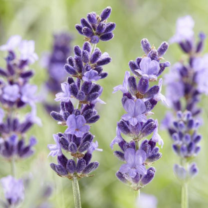 Lavandula 'Hidcote' - ↕10-25cm - Ø9cm - Lavendel - Tuinplanten