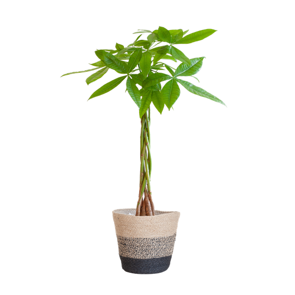 Pachira Aquatica met Pot diverse keuzes - 80cm - Ø21