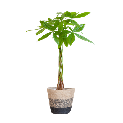 Pachira Aquatica met Pot diverse keuzes - 80cm - Ø21